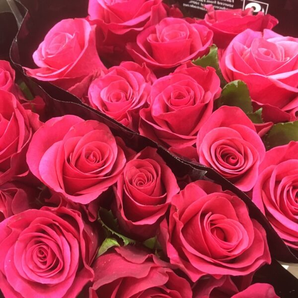ROS TACAZZI CERISE 60CM