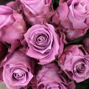 ROS MARITIM LJUSLILA 60/70CM