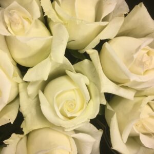 ROS ICEBREAKER VIT 50CM