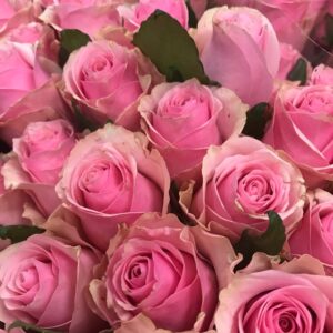 ROS 10-P CELEB ROSA