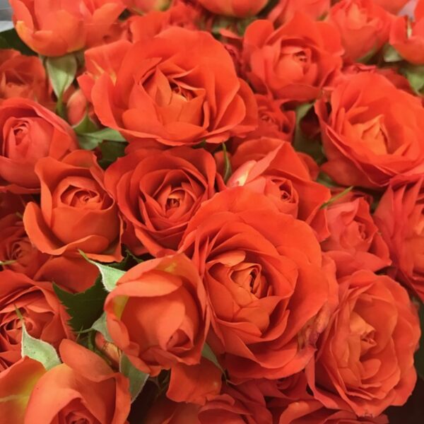 ROS KVIST BABE ORANGE