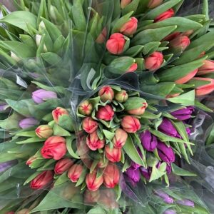 TULPAN HOLLAND BLANDHINK 10 BUNTAR