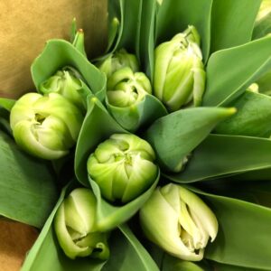 TULPAN ICEBERG DUBBEL VIT NL