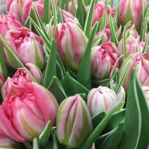 TULPAN FLASH POINT ROSA NL