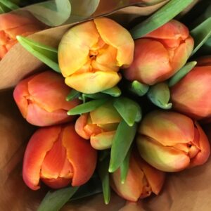 TULPAN ICOON ORANGE DUBBEL NL