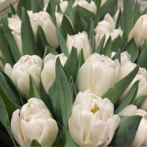 TULPAN WHITE FOXTROT NL COAS