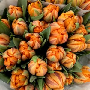 TULPAN ORANGE PRINCESS NL