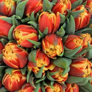 TULPAN CONGO ORANGE/GUL DUBBEL COAS