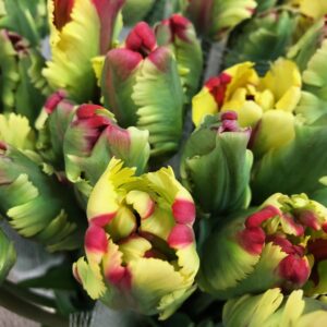 TULPAN FRANSKA FLAMING PARROT