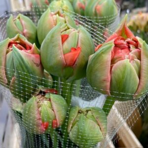 TULPAN FRANSKA GUDOSHNIK DUBBEL ORANGE/RÖD