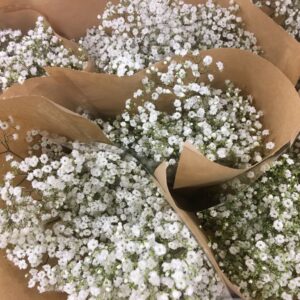 BUNT GYPSOPHILA