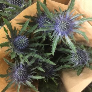 BUNT TISTEL MONO x10