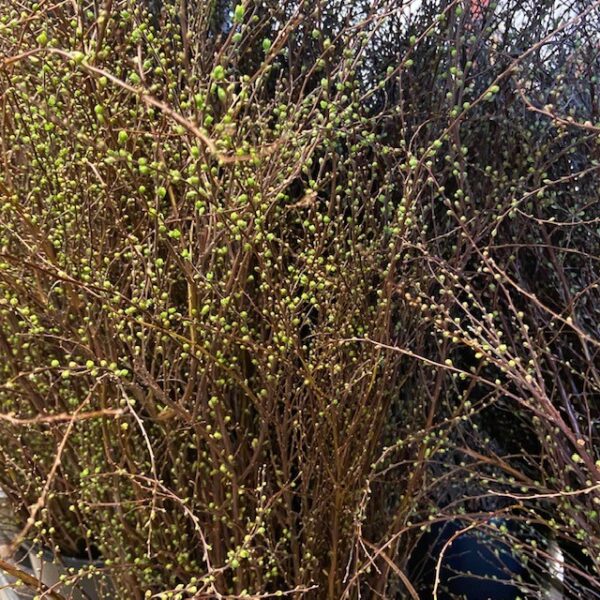 BUNT SPIREA x12