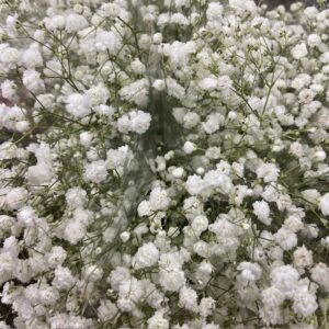 BUNT GYPSOPHILA MONO x12