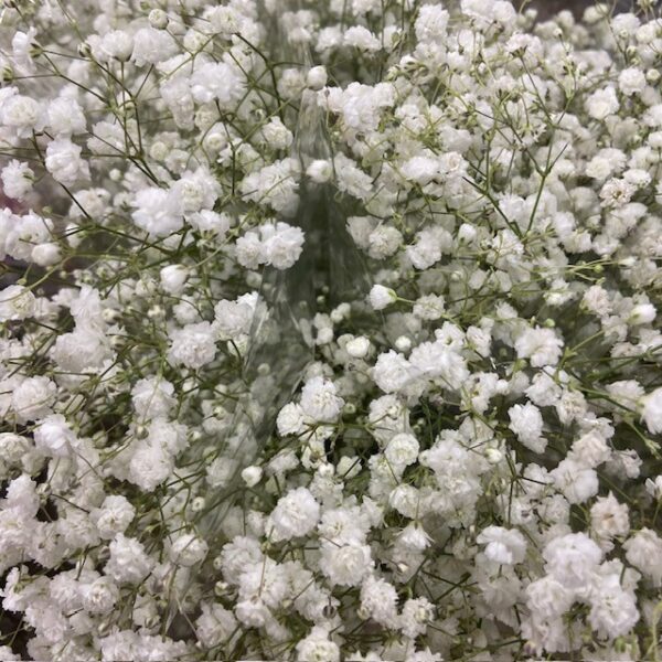 BUNT GYPSOPHILA MONO x12