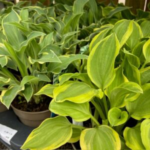 HOSTA KRUKA K:13CM x8