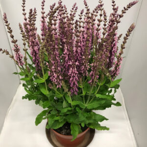 SALVIA NEMOROSA ROSA K:13CM x8