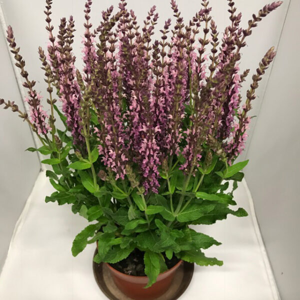 SALVIA NEMOROSA ROSA x10