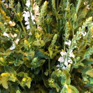 SALVIA NEMOROSA VIT x10
