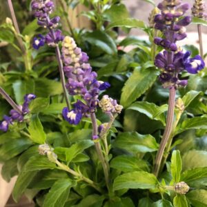 SALVIA FARINACEA BLÅ x12