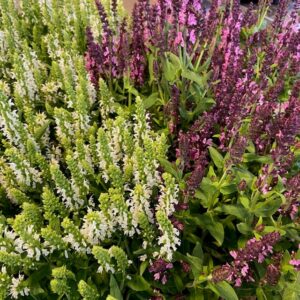 SALVIA NEMOROSA K:17CM x6