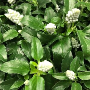 SALVIA FARINACEA VIT x12