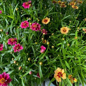 COREOPSIS ARVID/MB x10