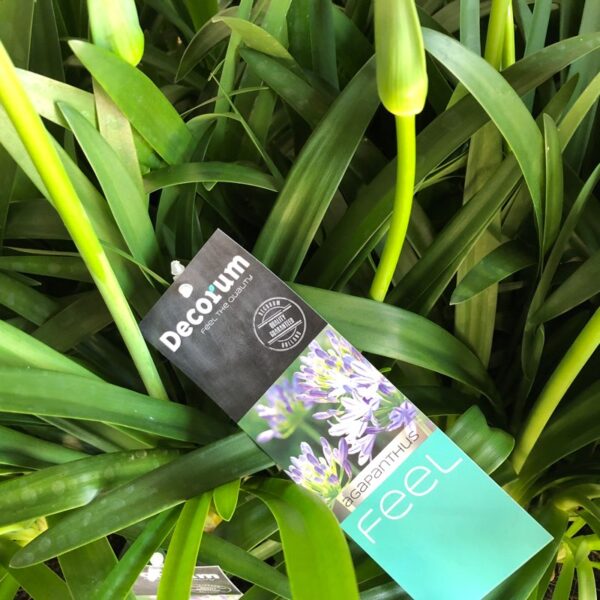 AGAPANTHUS KRUKA K:17CM BLÅ x6