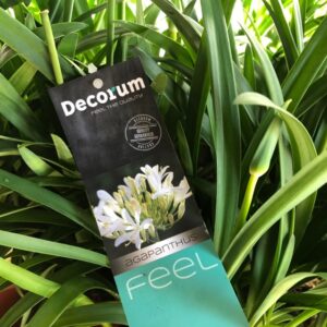 AGAPANTHUS KRUKA K:17CM VIT