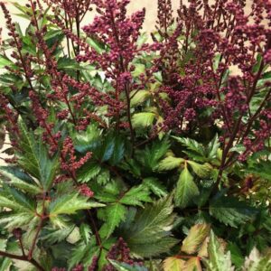 ASTILLBE K:17CM x6