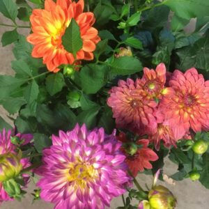 DAHLIA KRUKA K:21CM