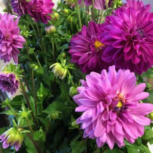 DAHLIA FRILLE MAXI K:23CM