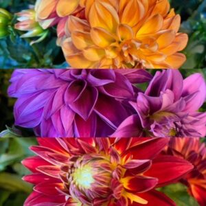 DAHLIA FRILLE/ARVID K:14CM x6