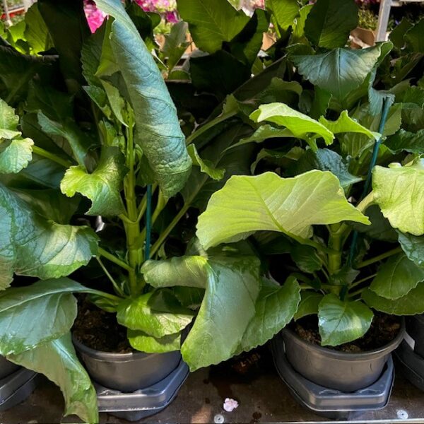 DAHLIA CAFE AU LAIT HALVFABRIKAT x6