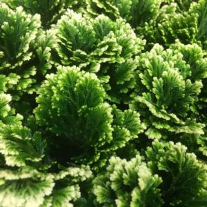 SELAGINELLA JORI BROKIG K:9CM x18