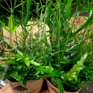 PTERIS ENSIFORMIS K:9CM x18