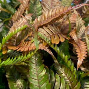 PTERIS QUADRIA/TRICOLOR K:12CM x8