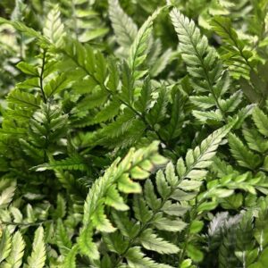 ETHYRIUM PLANT K:9CM x18