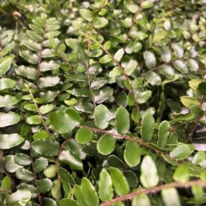 PELLEA PLANT K:9CM x18