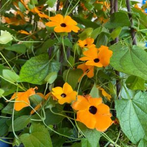 THUNBERGIA ORANGE K:19CM