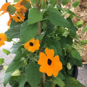 THUNBERGIA ORANGE K:13CM x8