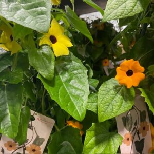 THUNBERGIA K:17CM x6