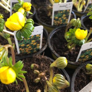 ERANTHIS VINTERGÄCK K:9CM x18