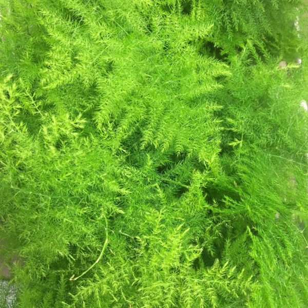 ASPARAGUS PLUMOSUS K:12CM x10