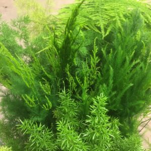 ASPARAGUS MIX K:12CM x10