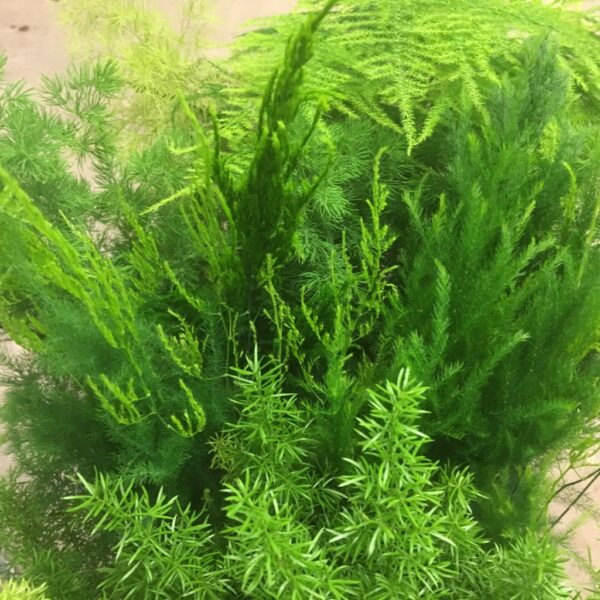 ASPARAGUS MIX K:12CM x10