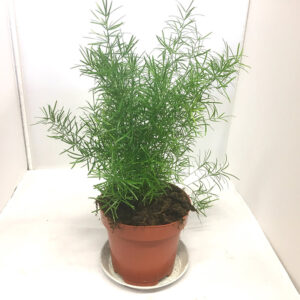ASPARAGUS SPRENGERI K:12CM x10