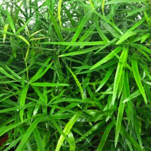 ASPARAGUS FALCATUS K:12CM x10