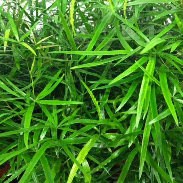 ASPARAGUS FALCATUS K:12CM x10