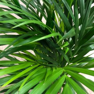 DYPSIS LUTESCENS K:17CM x6